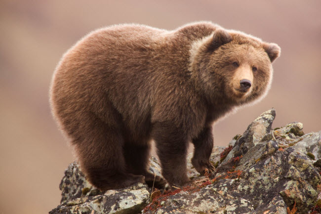 Denali l&agrave; 1 trong 6 vườn quốc gia ở Alaska v&agrave; n&oacute; đ&oacute;n khoảng 400.000 du kh&aacute;ch tới thăm mỗi năm. Đ&acirc;y l&agrave; nơi sinh sống của gấu n&acirc;u, gấu đen, s&oacute;c, thỏ tuyết,&hellip;