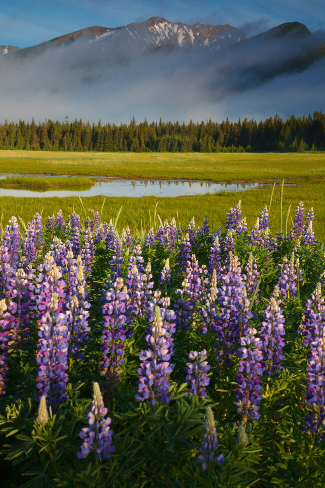 &nbsp;Khung cảnh m&ugrave;a xu&acirc;n rực rỡ hoa nở trong vườn quốc gia Hồ Clark