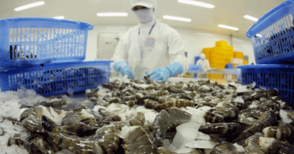 Hàn Quốc: Thị trường tiềm năng cho xuất khẩu tôm Việt