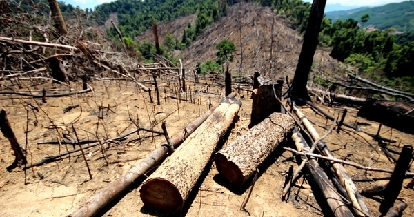 Thủ tướng yêu cầu xử lý nghiêm các vụ phá rừng tại Quảng Nam