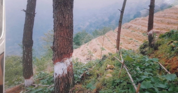 Kỳ 1 - Vĩnh Phúc: Đốn rừng thông trồng su su, một vụ phá rừng “khôn khéo”?