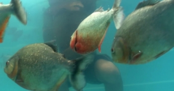 [Clip]: Dùng cơ thể để thử độ phàm ăn của cá Piranha