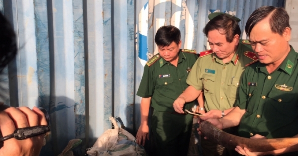 Đà Nẵng: Phát hiện 10 tấn ngà voi, vẩy tê tê nhập lậu tại Cảng Tiên Sa