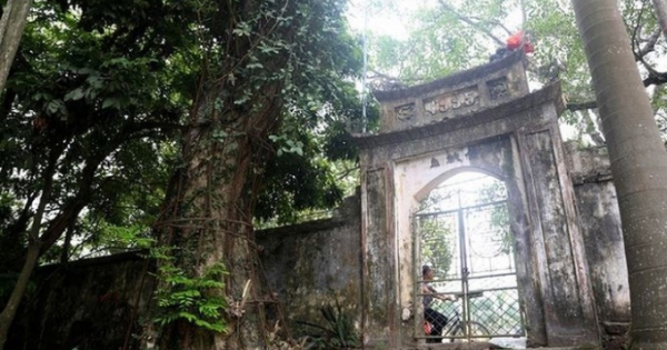 Hà Nội: Cả làng Phụ Chính "phát sốt" vì cây sưa trăm tỷ sắp mục nát