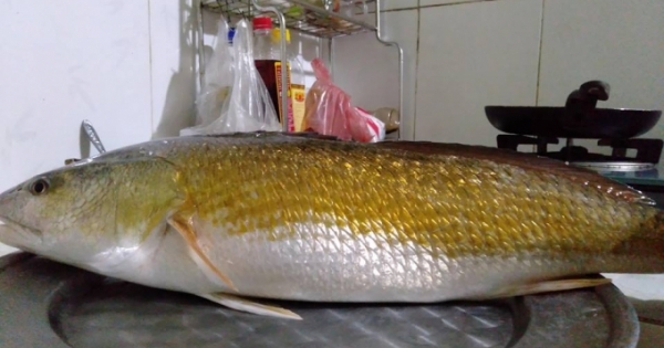 Thừa Thiên Huế: Bắt được cá có màu vàng óng nghi là cá sủ vàng quý hiếm