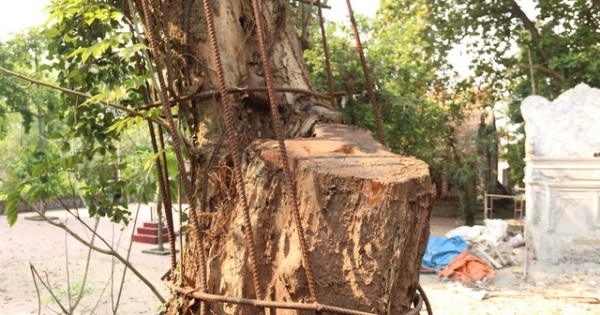 Chi hơn 20 tỷ mua gỗ sưa đỏ, đại gia Bắc Ninh “còng lưng” trả nợ suốt 8 năm