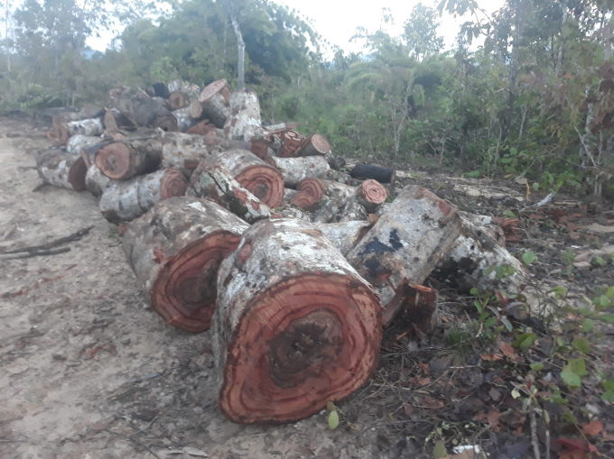 Một&nbsp;đống gỗ tang vật trong rừng (&nbsp;ảnh Minh Hoạ)