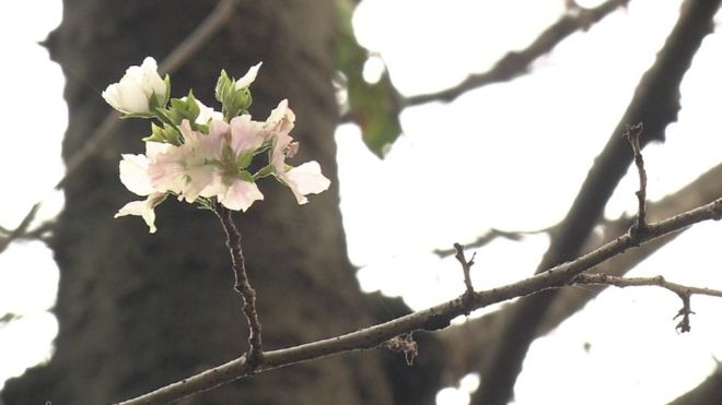 Hoa anh Đ&agrave;o nở sớm ở Nhật Bản.( Ảnh: BBC)