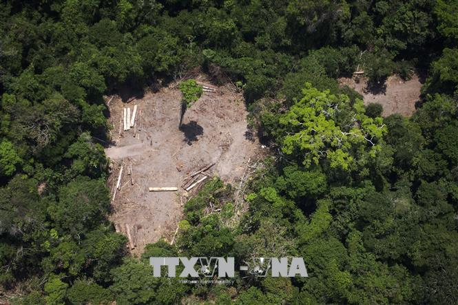 Một khoảng rừng Amazon ở Brazil bị ph&aacute; hủy do khai th&aacute;c gỗ tr&aacute;i ph&eacute;p. Ảnh: AFP/TTXVN.