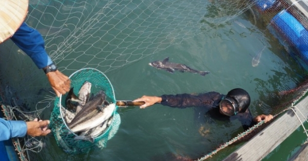 Quảng Ngãi: Cá nuôi của ngư dân chết hàng loạt