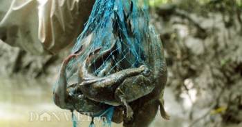 Lội rừng ngập mặn ở Đất Mũi “săn” loài cá kỳ lạ nhất hành tinh