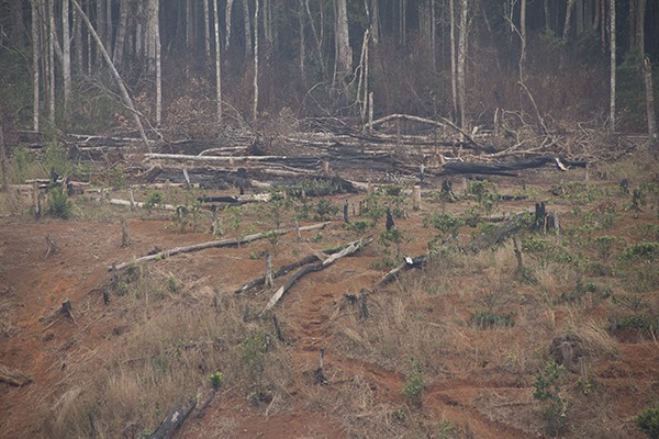 Hiện trường rừng bị ph&aacute; tại l&acirc;m phần của c&ocirc;ng ty Đắk N&rsquo;Tao. (Ảnh: D&acirc;n tr&iacute;)