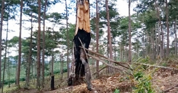 Rừng Lâm Đồng vẫn bị ‘xẻ thịt” trong khi chờ thu hồi