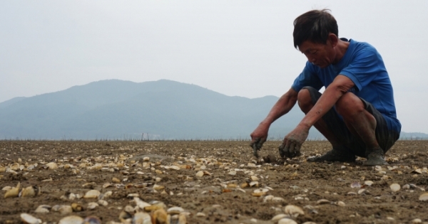Tìm ra nguyên nhân khiến hơn 260 tấn ngao chết trắng bãi biển Hà Tĩnh