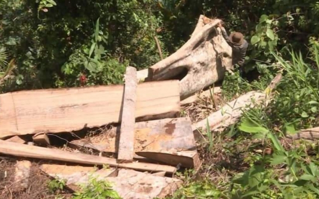 Phát hiện thêm 500 m3 gỗ trong quá trình mở rộng điều tra vụ phá rừng ở Đắk Lắk