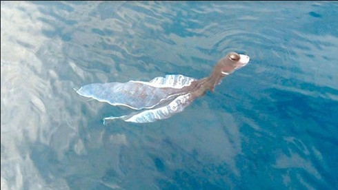 Thực hư “thủy quái” xuất hiện ở đảo Phú Quý