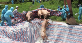 Slide - Điểm tin thị trường: Việt Nam tiêu hủy 5,6 triệu con lợn do dịch tả lợn châu Phi
