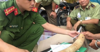 Thu giữ gần 20kg ngà voi vận chuyển trái phép tại Bình Định