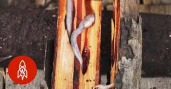 Ăn sống sâu gỗ nhầy nhụa – món đặc sản xếp hạng "kinh dị”