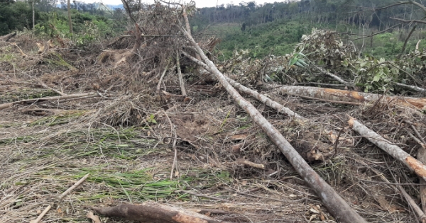 Lâm Đồng: Xử lý trách nhiệm người đứng đầu do để xảy ra phá rừng