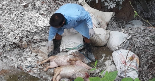 Lợn chết được chất đầy vào hàng chục bao tải vứt cạnh sông Lam