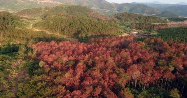 Lâm Đồng: Để mất rừng, 2 cán bộ bị kỷ luật