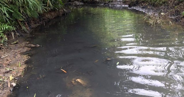 Sự cố tràn dầu thải: Công ty nước sạch Sông Đà xin lỗi, miễn phí 1 tháng tiền nước