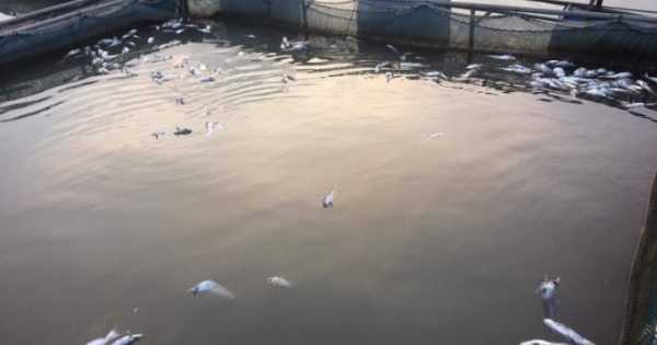 Hàng chục tấn cá lồng trên sông Đà của người dân “mất trắng”