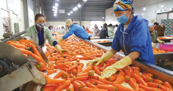 Việt Nam - Ấn Độ: Còn nhiều dư địa phát triển thị trường nông sản