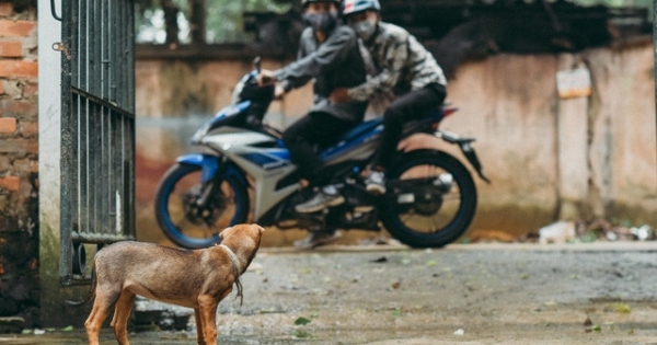 Tuyên Quang: Xuất hiện đối tượng dùng viên dạng kẹo mút để đánh bả chó