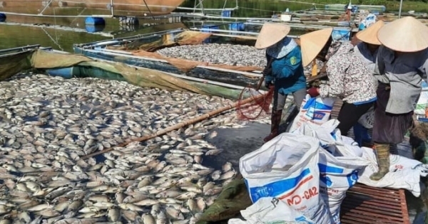 Điện Biên: Hàng chục tấn cá lồng chết trắng trên hồ Hồng Khếnh
