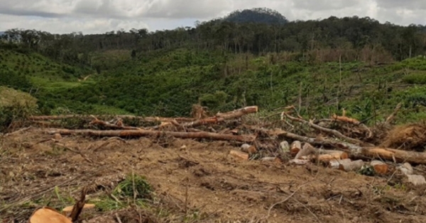 Chuyển đổi mục đích sử dụng đất rừng trái quy định, doanh nghiệp bị phạt hơn 250 triệu đồng