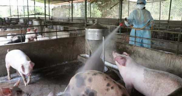Nóng: Dịch tả lợn châu Phi bùng phát ở Thái Bình