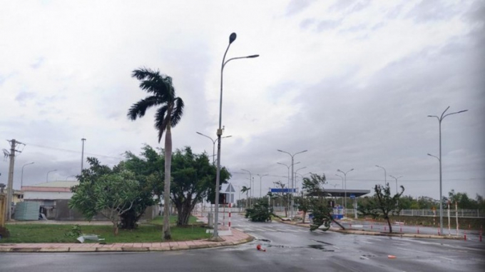 Gió giật mạnh khiến nhiều cây cối ở sân bay Chu Lai bị đổ rạp.