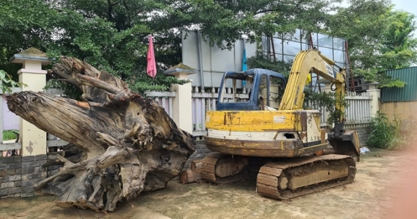 Công ty TNHH MTV Lâm nghiệp Ea Kar gửi văn bản trả lời về việc 18 cây gỗ bị đốn trộm sau khi Pháp luật Plus thông tin