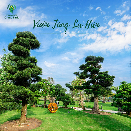 50 cây Tùng La hán đã được chuyển tới Đại công viên 36ha Vinhomes Grand Park ươm trồng, sẵn sàng hoàn thiện bộ đôi vườn Nhật The Origami trong thời gian tới