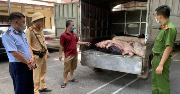 Bắt giữ xe tải chở 8 tạ lợn chết đang trên đường đi tiêu thụ