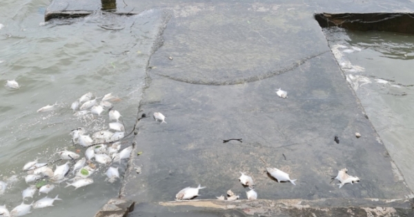 Quảng Ninh: Xuất hiện số lượng lớn cá chết trôi dạt vào Cảng Vạn Gia