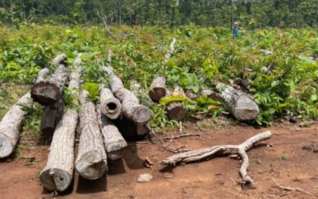 Khởi tố vụ 27m3 gỗ lậu tại Trung tâm Bảo tồn voi