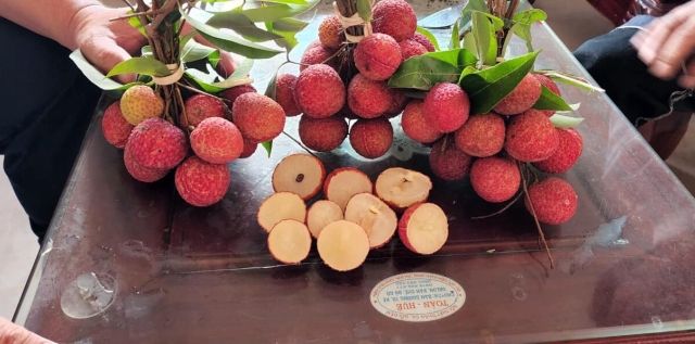 Kỳ lạ trái vải thiều không hạt ở Bắc Giang, ăn là mê