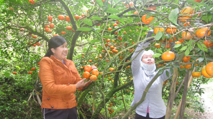 Vườn cam của hộ bà Vũ Thị Lợi (thôn Thiên Bữu) cho hiệu quả kinh tế cao. Nhờ có vùng trồng cam tập trung mà xã Thượng Bằng La đã xuất hiện nhiều tỷ phú.