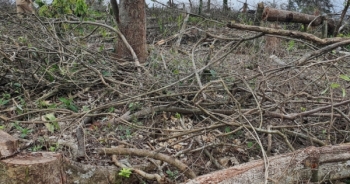 Việt Nam đã mất 610ha rừng trong 6 tháng đầu năm 2022