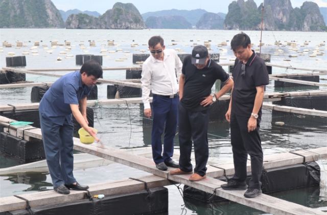 Quảng Ninh thu hút 3 dự án lớn về nuôi trồng thủy sản biển kết hợp dịch vụ, du lịch trải nghiệm