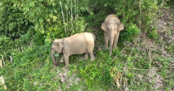 Video: Xuất hiện voi rừng trong nương rẫy người dân ở Nghệ An