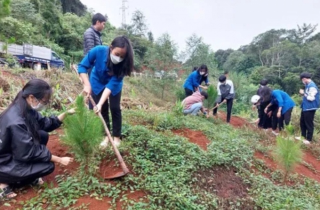 Sau 2 năm, tỉnh đoàn Kon Tum đã trồng được gần 20.000 cây thông ba lá