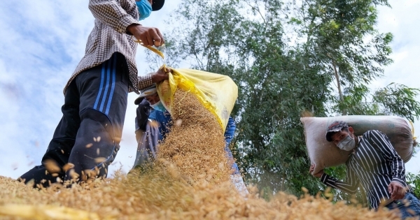 Việt Nam đã xuất khẩu trên 6,6 triệu tấn gạo, kim ngạch 3,66 tỷ USD