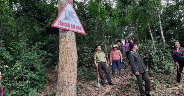 Chuyển biến trong công tác quản lý bảo vệ rừng ở Sơn La