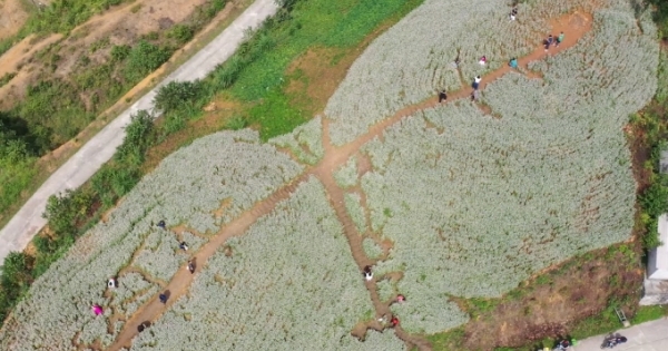 Hoa Tam giác mạch đầu mùa hấp dẫn du khách đến với Hà Giang