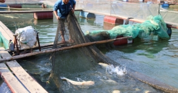 Phát triển nghề nuôi cá lồng ở Mường La
