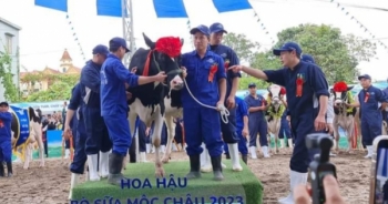 Độc đáo Hội thi hoa hậu bò sữa trên cao nguyên Mộc Châu